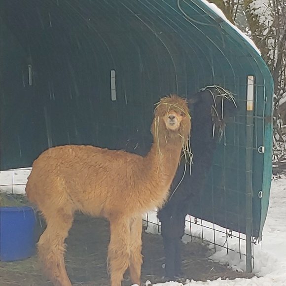 Meet your Posher, Stacie - Picture 3 of 8